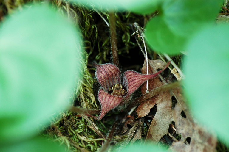 Image de Asarum hartwegii S. Wats.