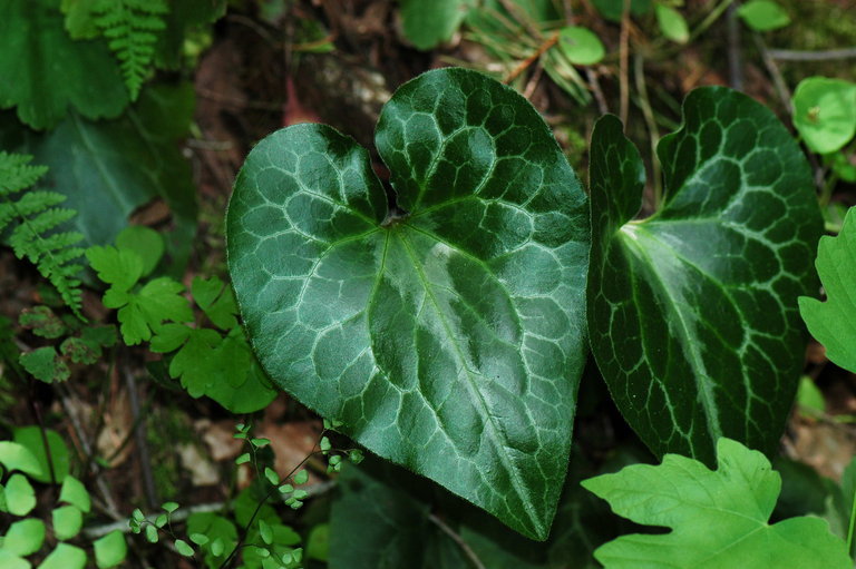 Image de Asarum hartwegii S. Wats.