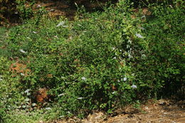 Image of deerbrush
