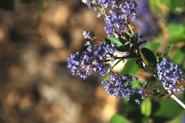 Image of Lemmon's ceanothus