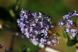 Image of Lemmon's ceanothus