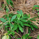 Image of pipsissewa