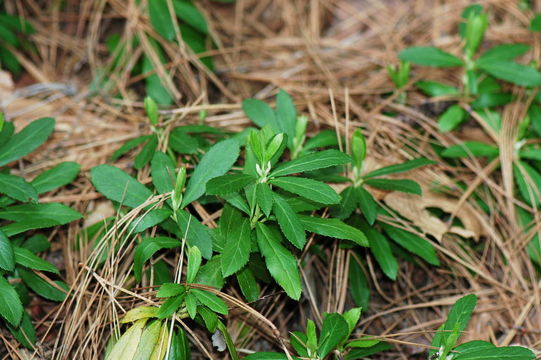 Image of pipsissewa