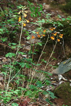 Image of red larkspur