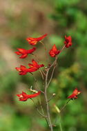 Image of red larkspur