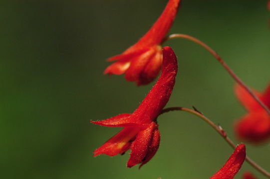 Image of red larkspur