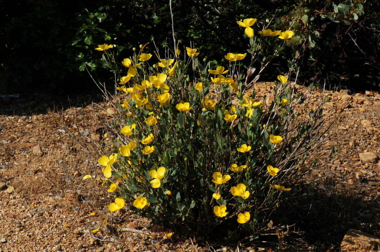 Image of tree poppy