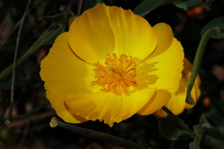 Image of tree poppy