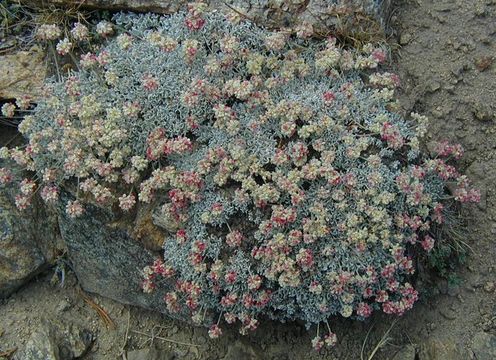 Imagem de Eriogonum ovalifolium var. nivale (Canby ex Coville) M. E. Jones