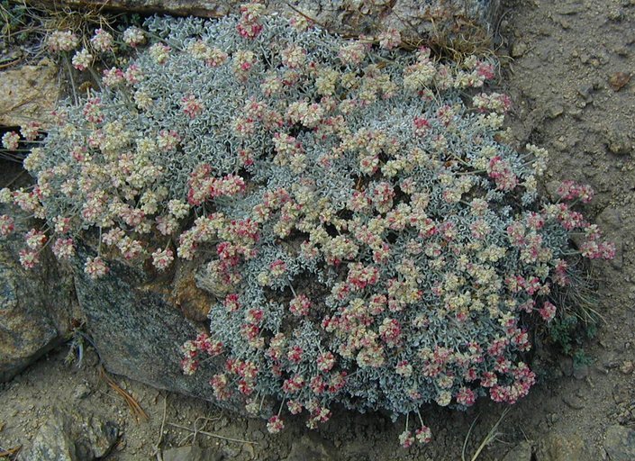 Imagem de Eriogonum ovalifolium var. nivale (Canby ex Coville) M. E. Jones