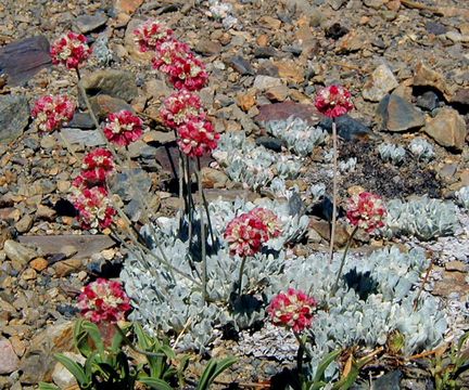 Imagem de Eriogonum ovalifolium var. nivale (Canby ex Coville) M. E. Jones