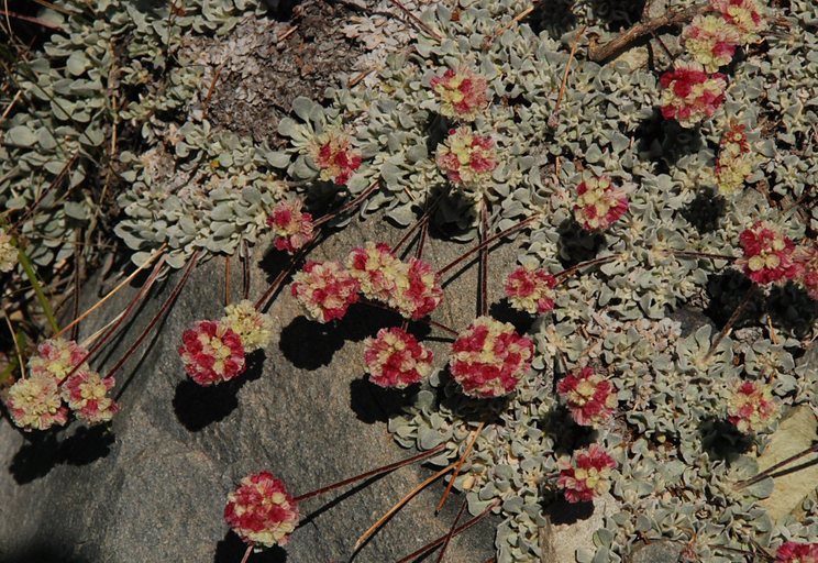 Imagem de Eriogonum ovalifolium var. nivale (Canby ex Coville) M. E. Jones