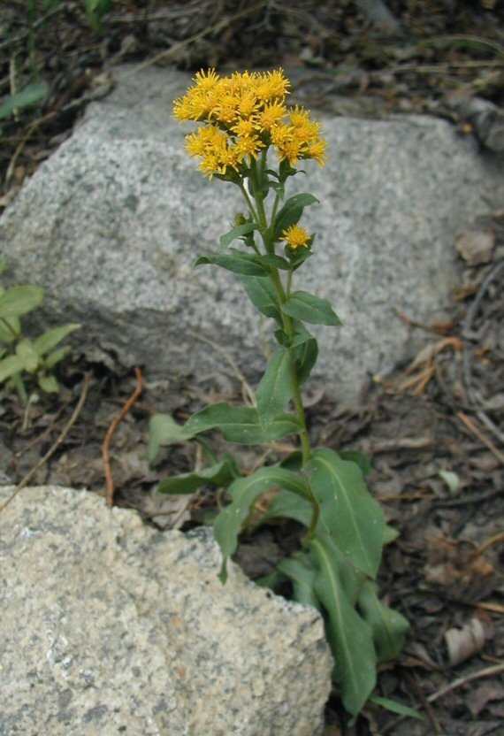 Image of Rocky Mountain goldenrod