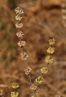 Image of wand buckwheat