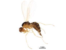 Image of Psilinae