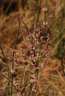 Image of wand buckwheat