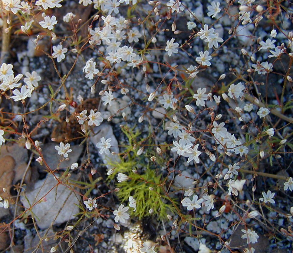 Image of Redding buckwheat