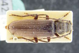 Image of Arhopalus