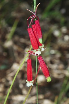 Imagem de Dichelostemma ida-maia (Alph. Wood) Greene