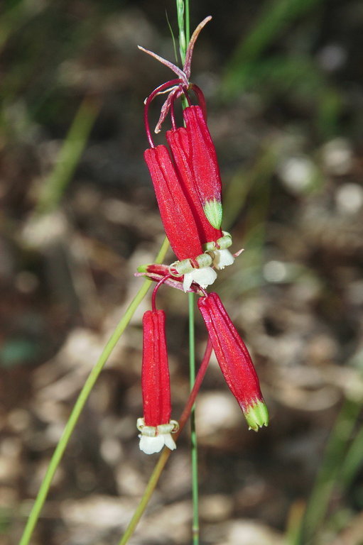 Imagem de Dichelostemma ida-maia (Alph. Wood) Greene