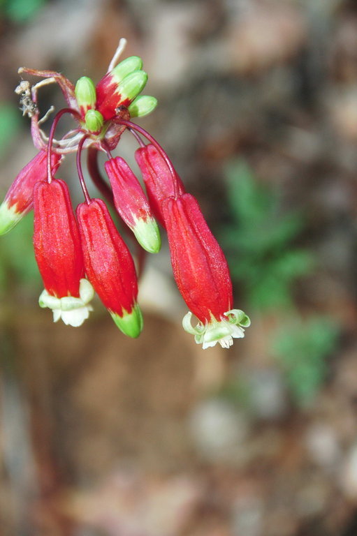 Imagem de Dichelostemma ida-maia (Alph. Wood) Greene