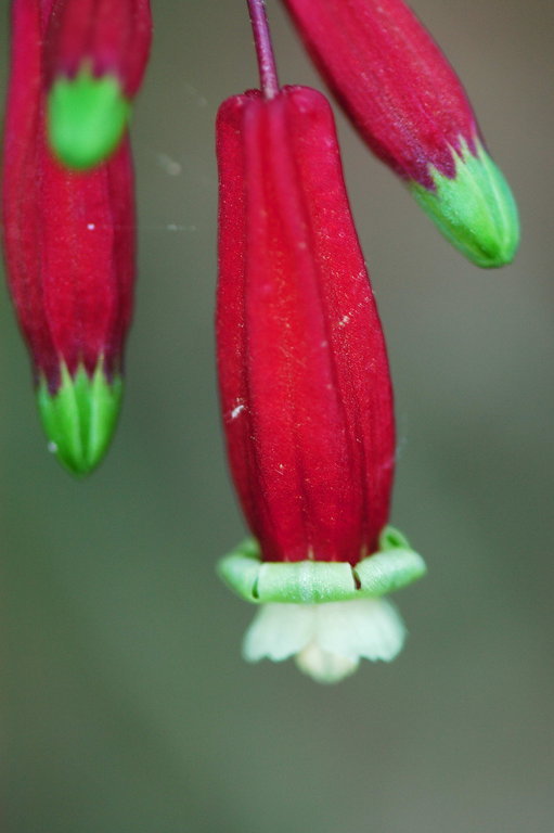 Imagem de Dichelostemma ida-maia (Alph. Wood) Greene