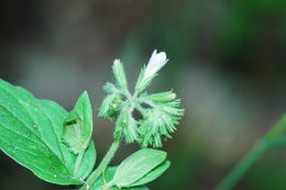 Слика од Draperia systyla (A. Gray) Torr.