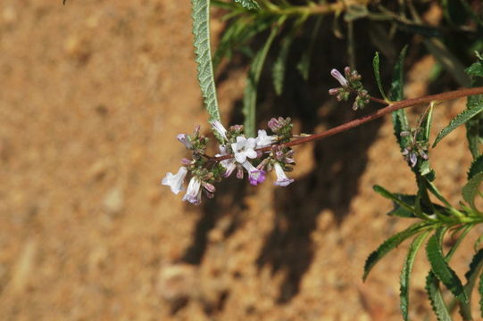 Eriodictyon californicum (Hook. & Arn.) Greene resmi