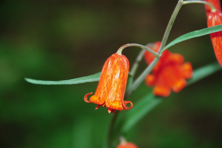 Image of scarlet fritillary