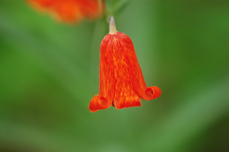 Image of scarlet fritillary