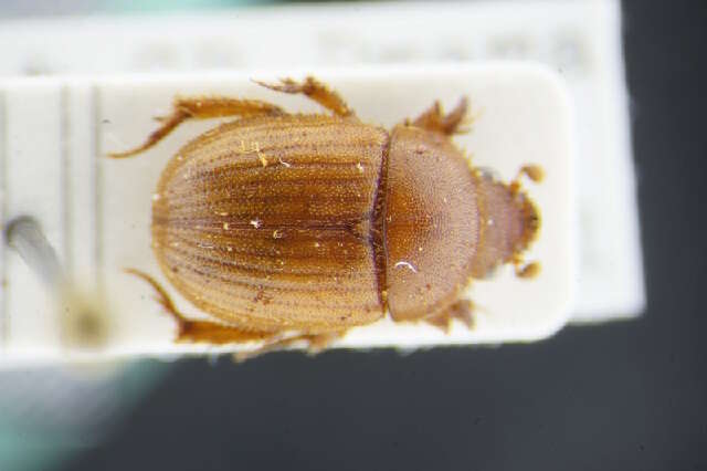 Image de Ochodaeinae