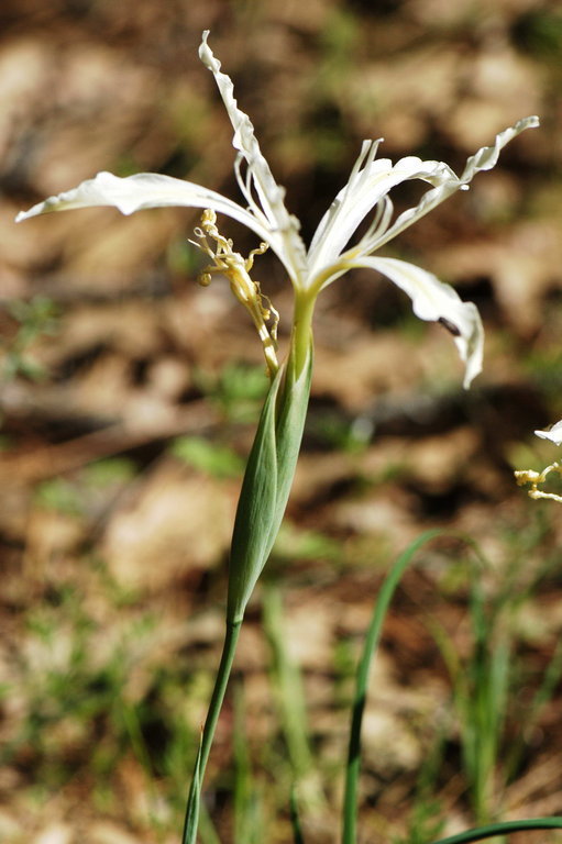 Image de Iris tenuissima Dykes