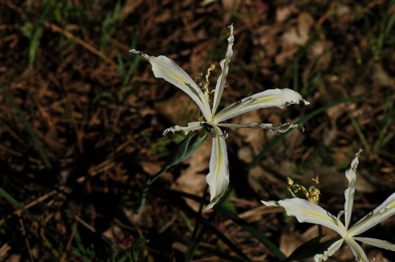 Image de Iris tenuissima Dykes