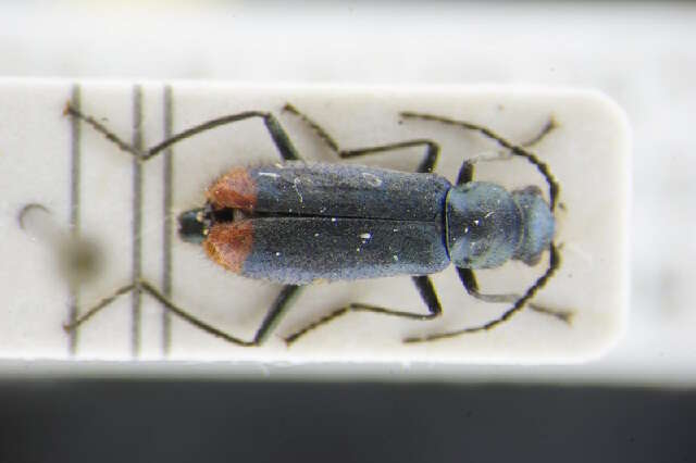 Image of Malachiidae