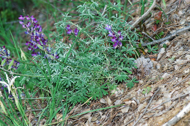 Image of broadleaf lupine