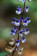 Sivun Lupinus latifolius J. Agardh kuva