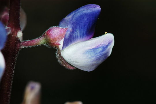 Image of broadleaf lupine