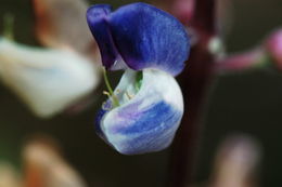 Image of broadleaf lupine