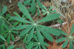 Image of broadleaf lupine