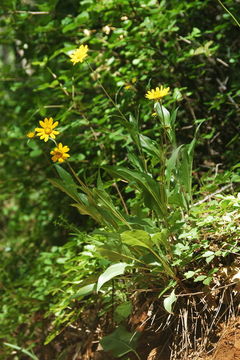 صورة Helianthella californica A. Gray