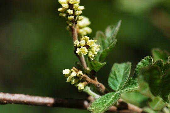 Rhus aromatica Ait. resmi