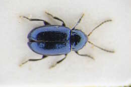 Image de Hermaeophaga