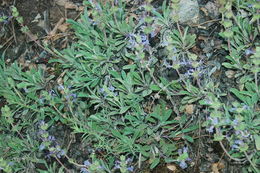 Image of creeping sage