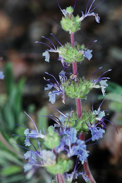 Imagem de Salvia sonomensis Greene