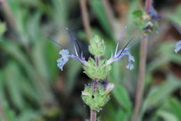 Imagem de Salvia sonomensis Greene