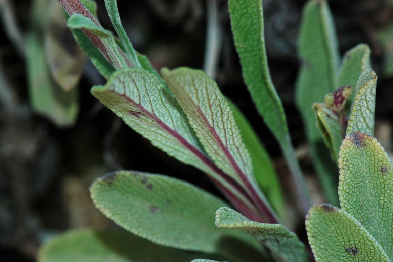 Imagem de Salvia sonomensis Greene
