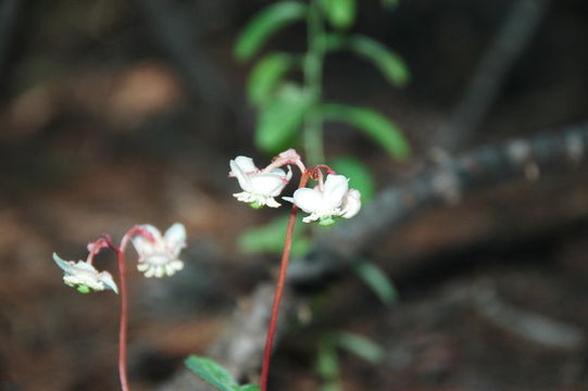 Image of little prince's pine