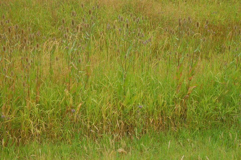 Image of teasel: Fuller's teasel; cutleaf teasel