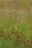 Image of teasel: Fuller's teasel; cutleaf teasel