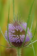 Image of teasel: Fuller's teasel; cutleaf teasel